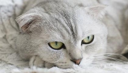 斗球体育直播下载-广东男篮晒全队为杜锋庆生视频&amp;amp;徐昕出镜，各位老哥想为杜指导送上什么祝福？